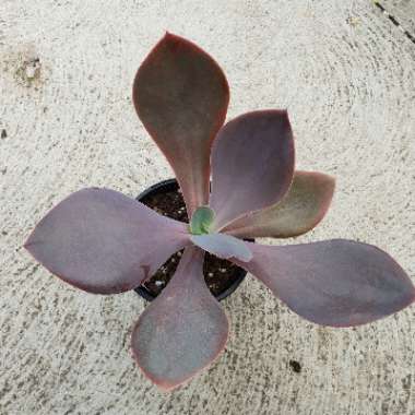 Echeveria Japanese Purple