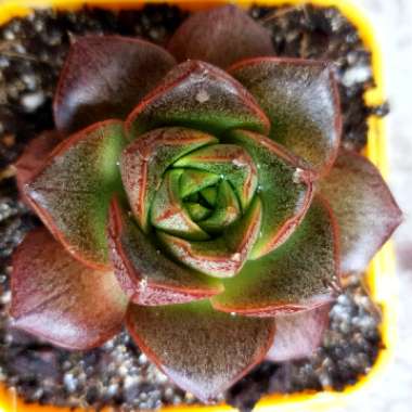 Echeveria Dionysos