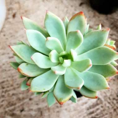 Echeveria Cleone