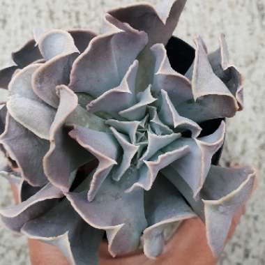 Echeveria Doppler