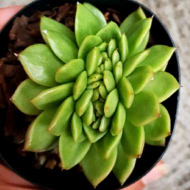 Echeveria Gilva Cristata