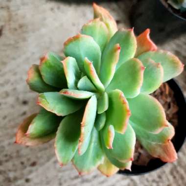 Echeveria Low