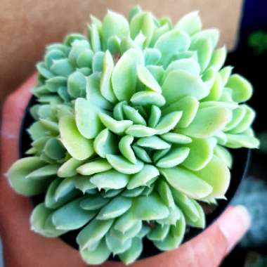 Echeveria Elegans Potosina