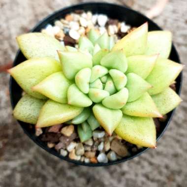 Echeveria J.C. Van Keppel