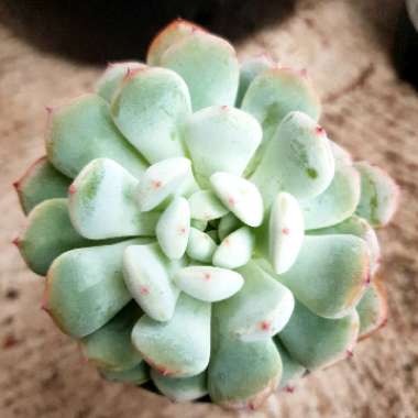 Echeveria Viant