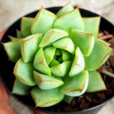 Echeveria Purpusorum White Form