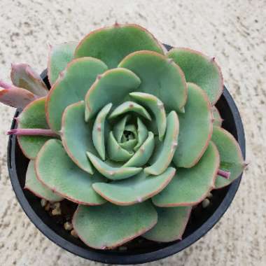 Echeveria Atlantis