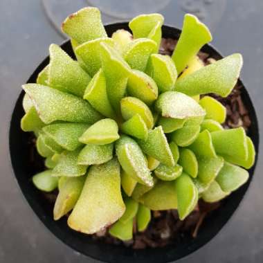 Adromischus