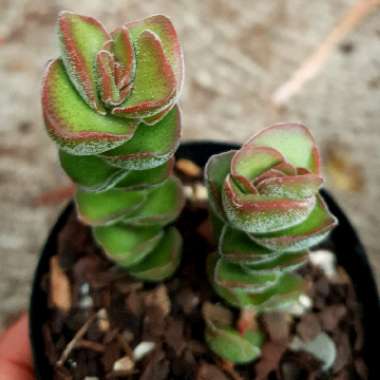 Crassula Jade Tower