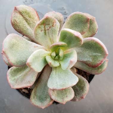 Echeveria Bella Rouge Montrose