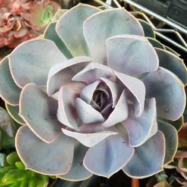 Echeveria Perle Von Nurnberg