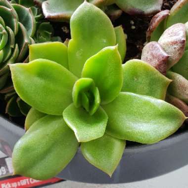 Echeveria Green Star