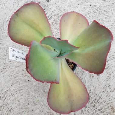 Echeveria Gigantea Sp.