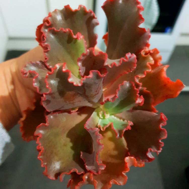 Plant image Echeveria Campfire