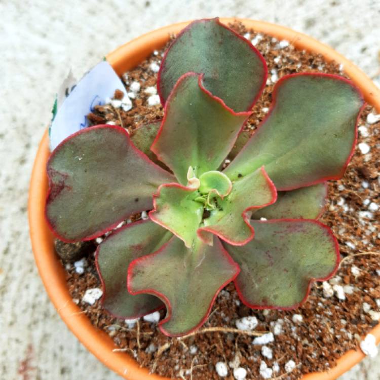 Plant image Echeveria Kissing