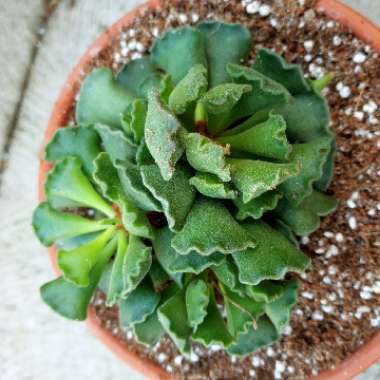 Adromischus cristatus