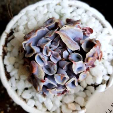 Echeveria Trumpet Pinky 