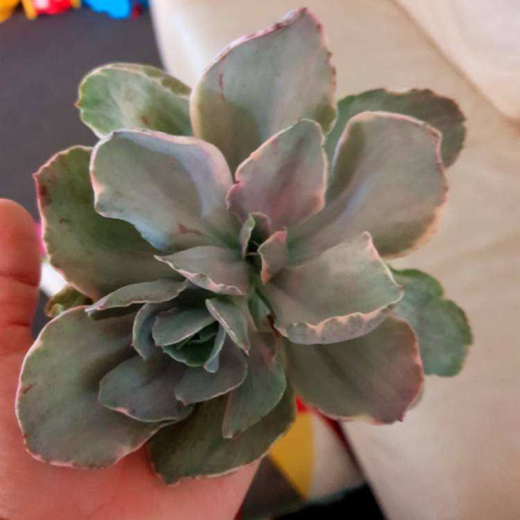 Plant image Echeveria Decora