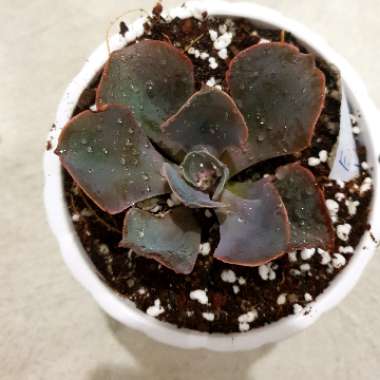 Echeveria Violacina