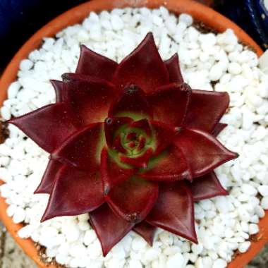 Echeveria Agavoides Romeo Rubin