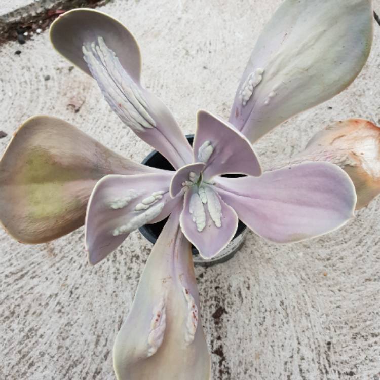 Plant image Echeveria Gibbiflora x Caronculata