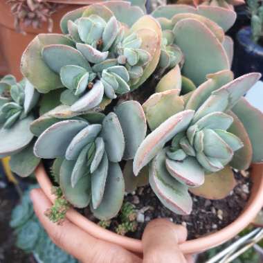 Crassula cotyledonis