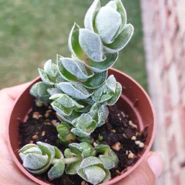 Crassula pangolin