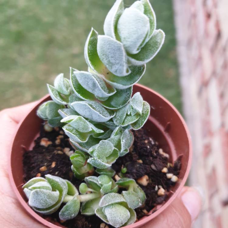 Plant image Crassula pangolin