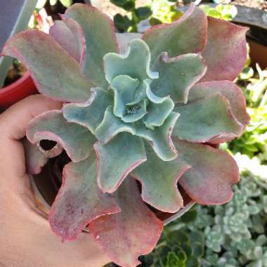 Echeveria Blue Lagoon