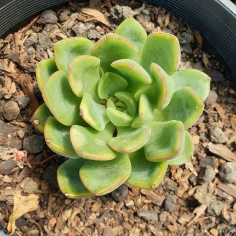 Plant image xGraptoveria Worthy One