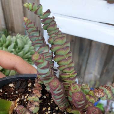 Crassula perforata x Crassula rupestris var marnieriana 'Baby Necklace'