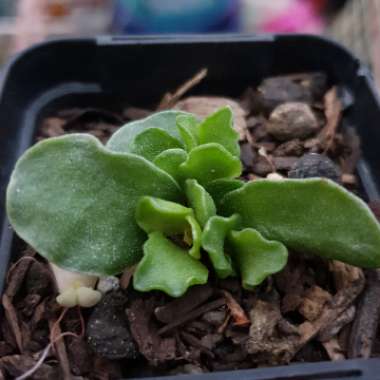 Adromischus cristatus var. zeyheri 'Toelken' syn. Cotyledon zeyheri