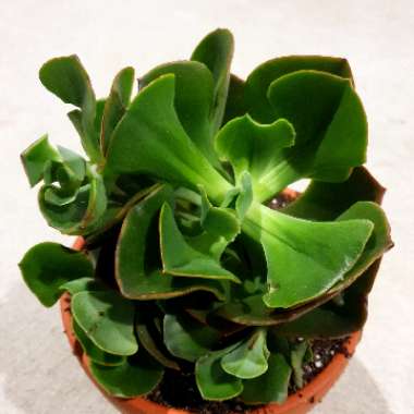 Echeveria Contempo