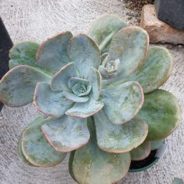 x Pachyveria Chunky