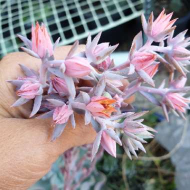 Echeveria Paul Bunyan