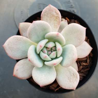 Echeveria Laui x Champagne