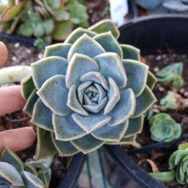 Echeveria Minima x Graptopetalum Paraguayense