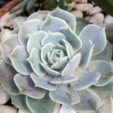 Echeveria Derenceana