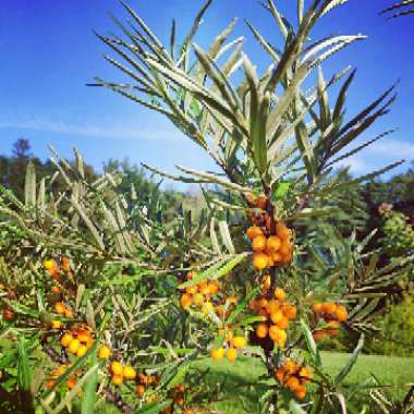 Sea buckthorn