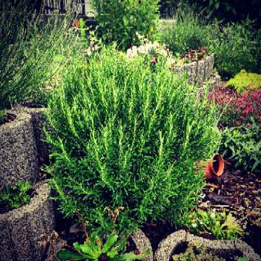 Rosemary 'Arp'