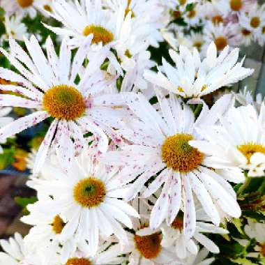 Chrysanthemum