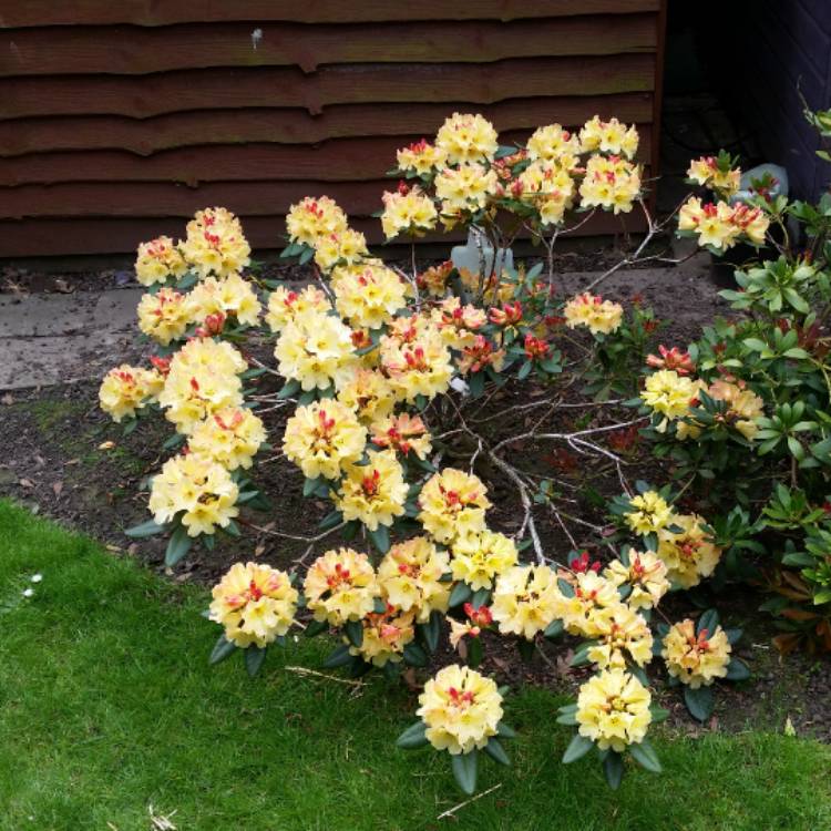 Plant image Rhododendron 'Nancy Evans'