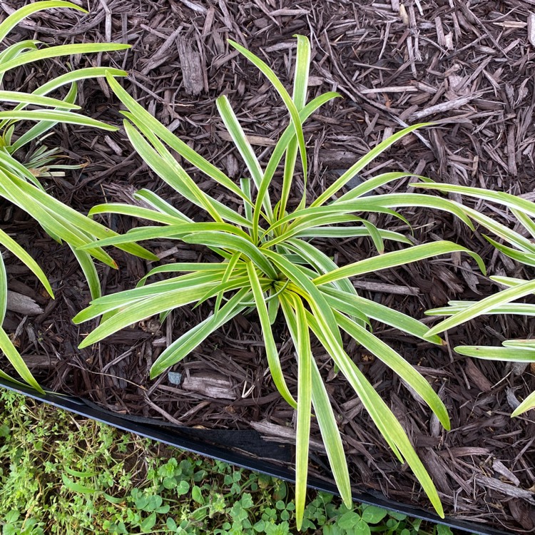 Plant image Liriope muscari 'Variegata'