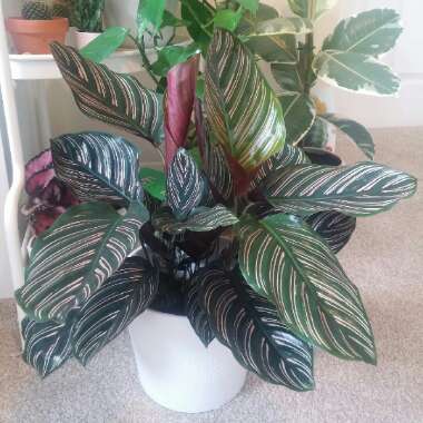 Calathea Ornata syn. Calathea Ornata 'Sanderiana' syn. Goeppertia majestica 'Sanderiana'