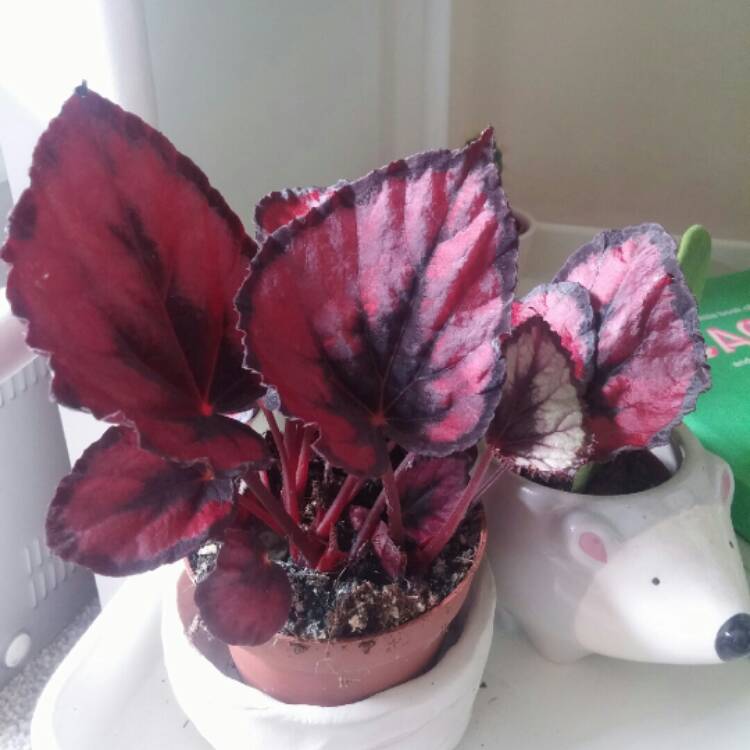 Plant image Begonia (Rex Cultorum Group) 'Harmony's Red Robin' syn. Begonia rex 'Harmony's Red Robin'