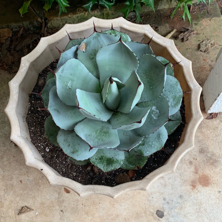 Plant image Agave Parryi v. Parryi