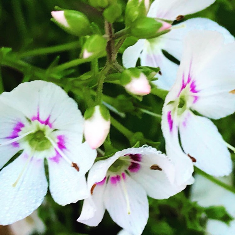 Plant image Parahebe 'Avalanche'