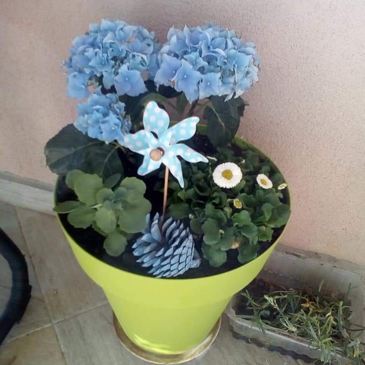 Plant image Hydrangea macrophylla 'Blue Danube'