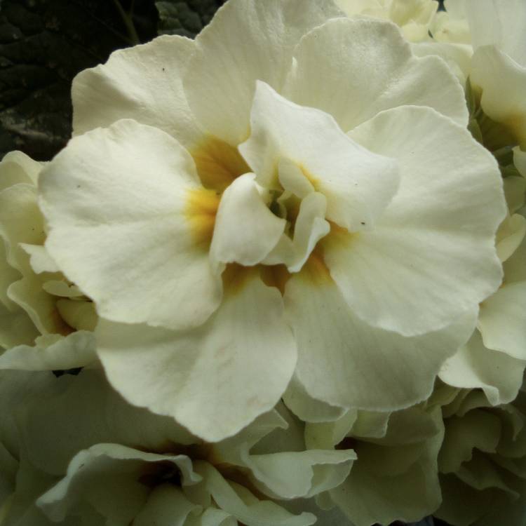 Plant image Primula belarina 'Cream'