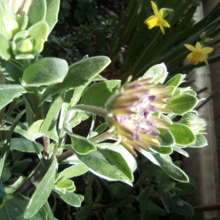 Plant image Osteospermum ecklonis 'Osticade™ White Blush'